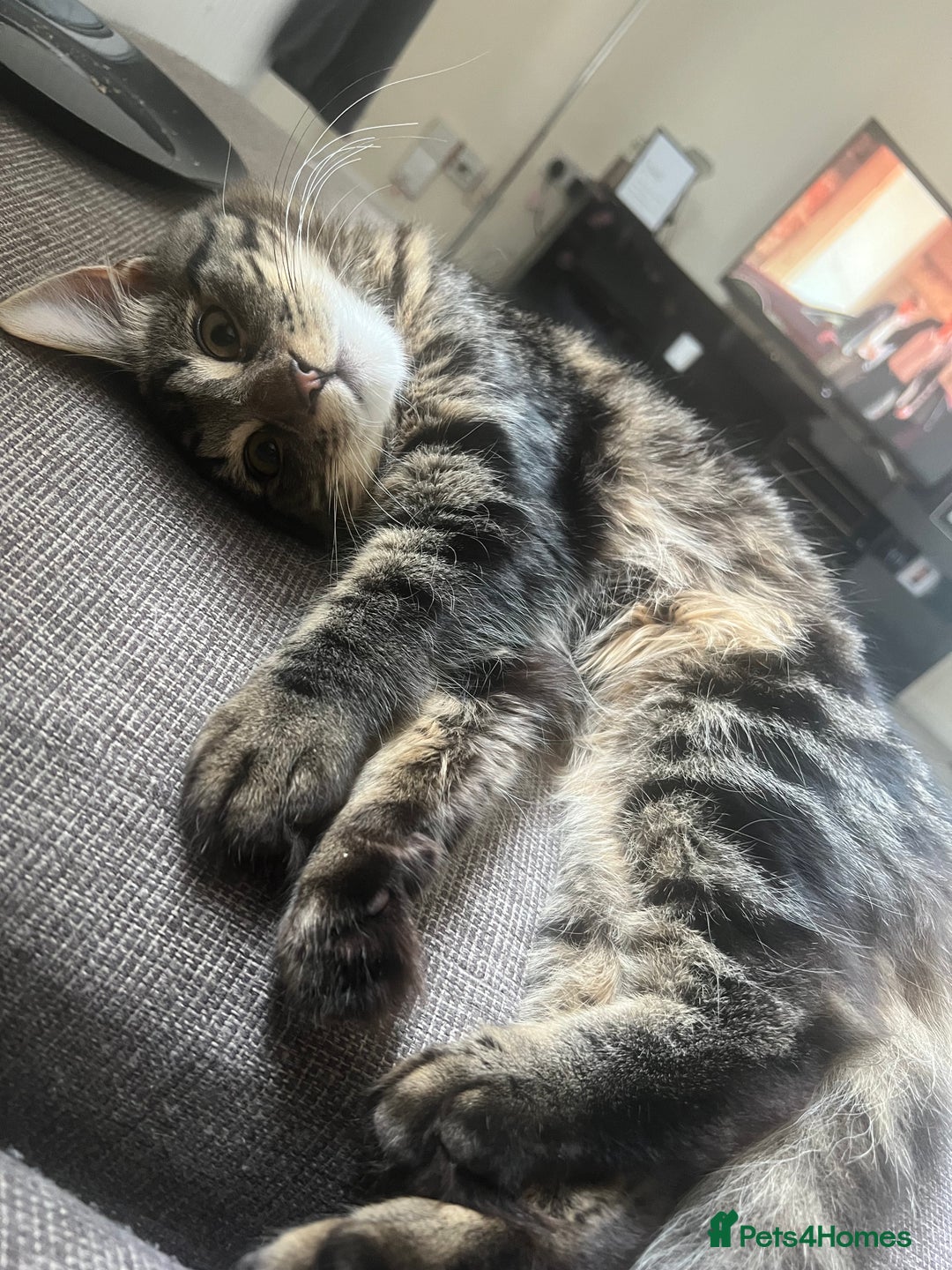 British Longhair cats for sale: 2 Year Old Domestic Long Hair - Image 9