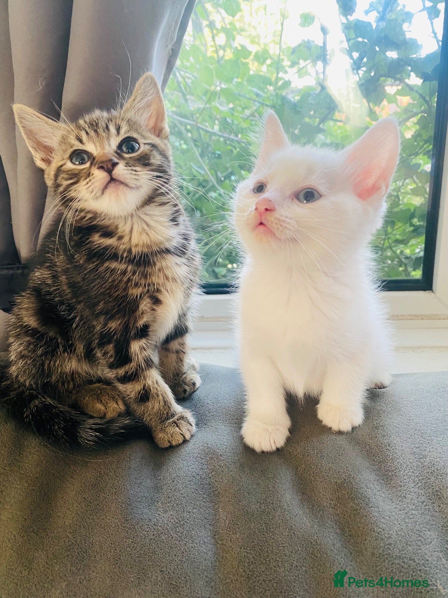 Mixed Breed cats Beautiful bengal/ khao manee kittens  - Advert 21