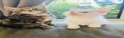 Mixed Breed cats for sale: Beautiful bengal/ khao manee kittens  in Caerphilly - Advert 6