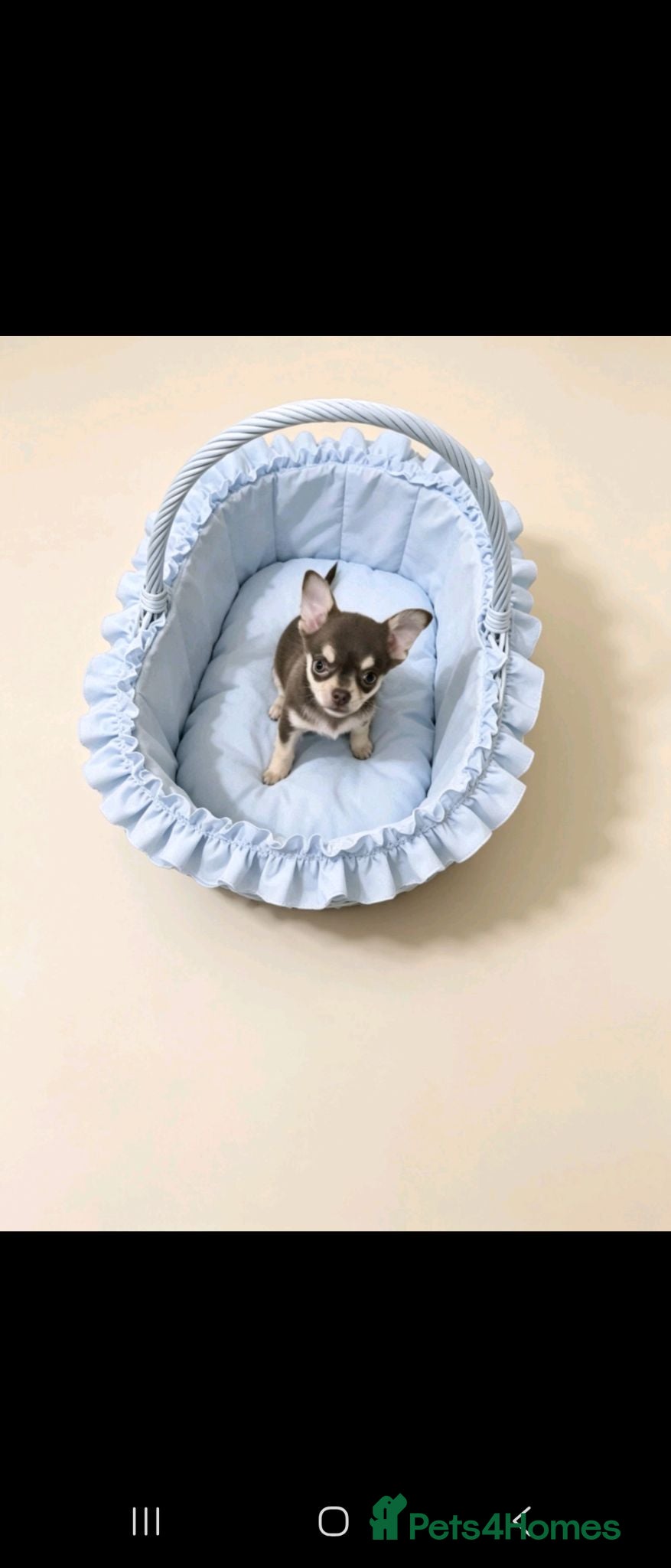 Chihuahua dogs Chocolate boy and girl chihuahua for sale - Advert 1