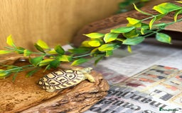 Tortoise reptiles for sale: Leopard Tortoise Hatchlings - Image 12