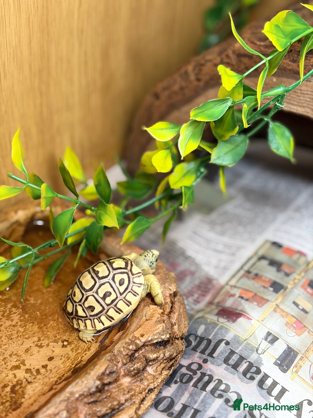 Tortoise reptiles for sale: Leopard Tortoise Hatchlings - Image 12
