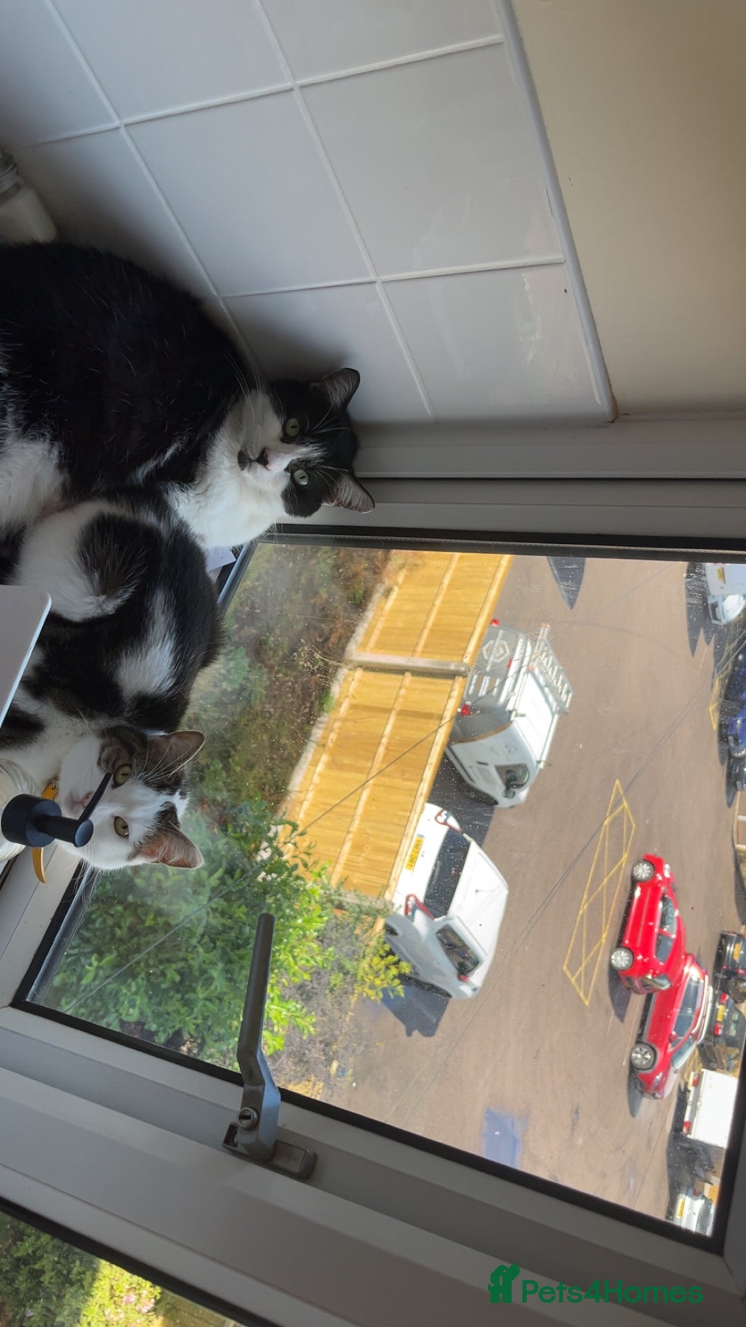 Domestic Shorthair cats for sale: Sylvester and lola - Image 2