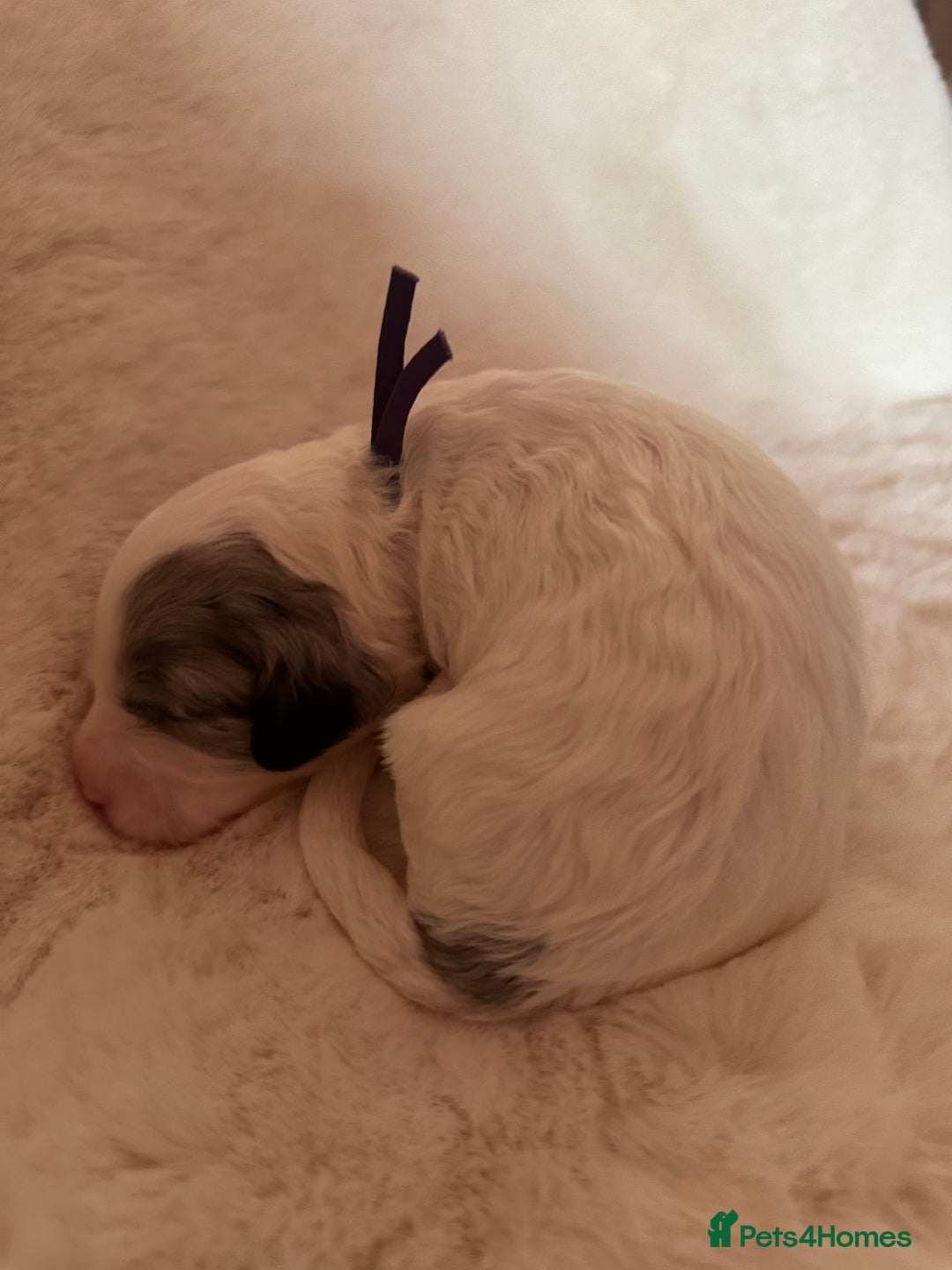 Cockapoo dogs for sale: Beautiful cockapoo puppies delivery possible - Image 24
