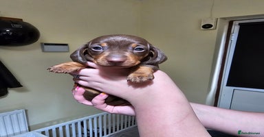 Miniature Dachshund dogs - Advert 12