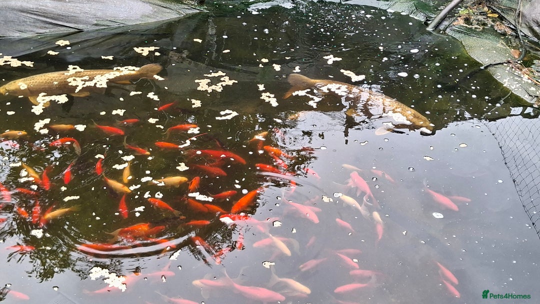 Koi Carp fish for sale: Ghost koi  - Image 2