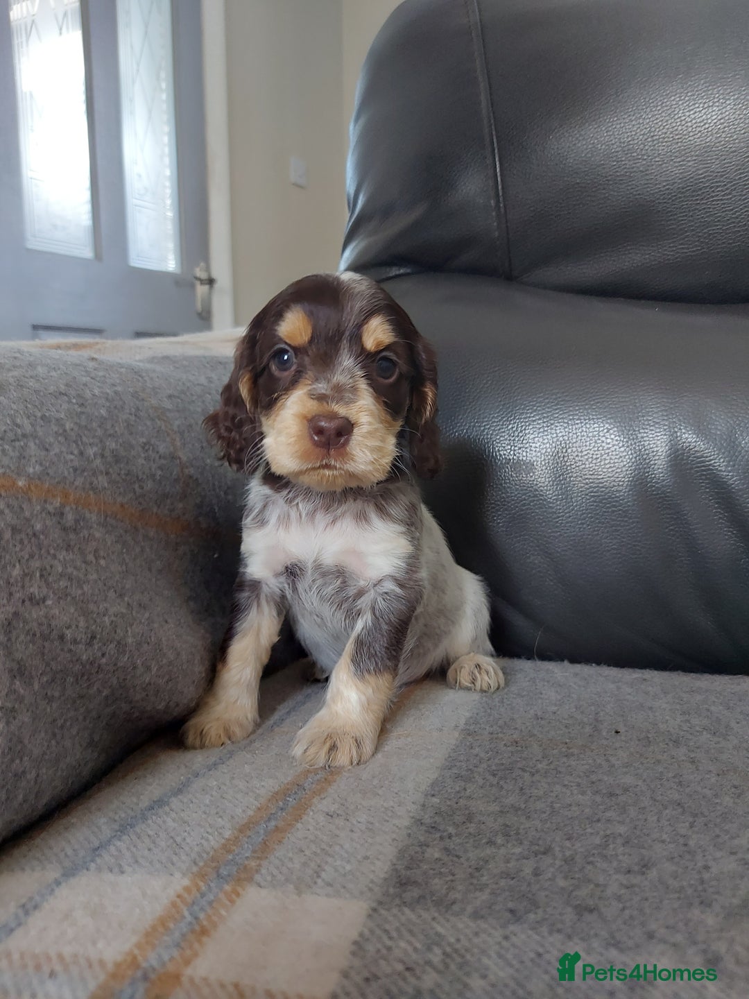 Cocker Spaniel dogs for sale: 8 beautiful kc reg show cocker puppy for sale - Image 12