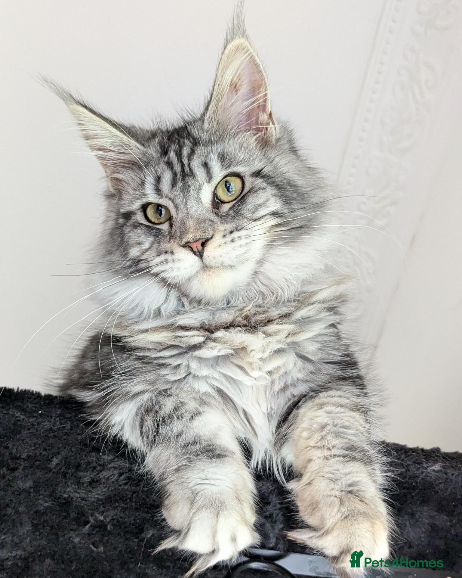 Maine Coon cats 👑 MajestiPaws: The Heritage Litter 🐾 - Advert 2