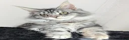 Maine Coon cats for sale: 👑 MajestiPaws: The Heritage Litter 🐾 - Advert 2