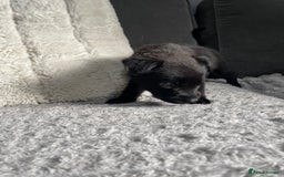 Belgian Shepherd Dog dogs for sale: Belgian malinois puppies - Image 7