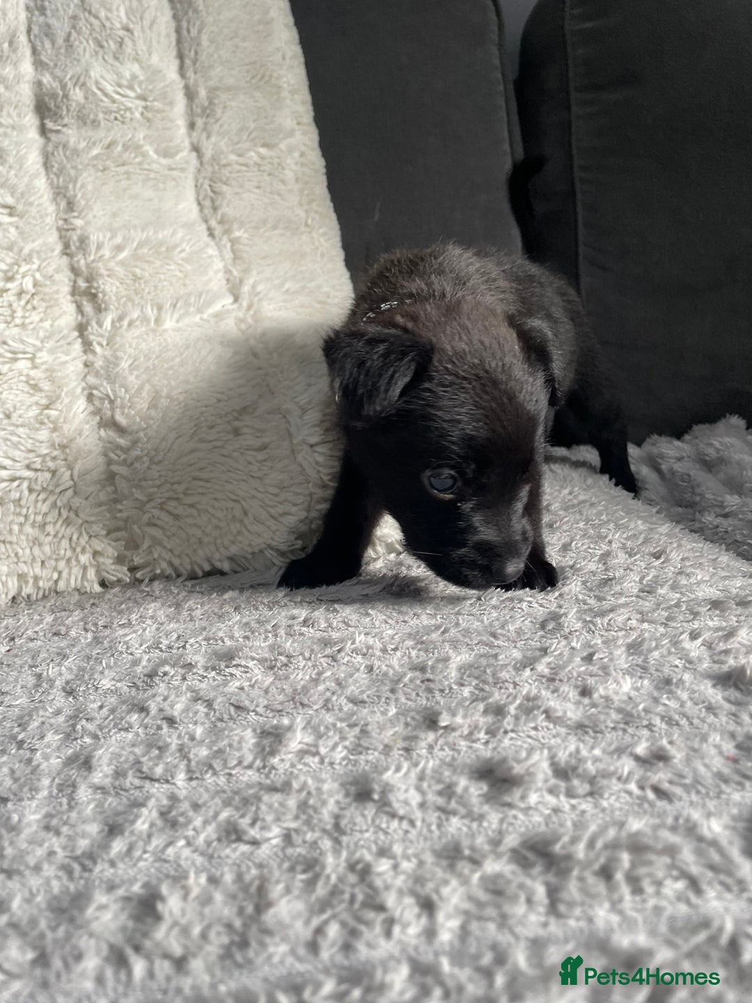 Belgian Shepherd Dog dogs for sale: Belgian malinois puppies - Image 7