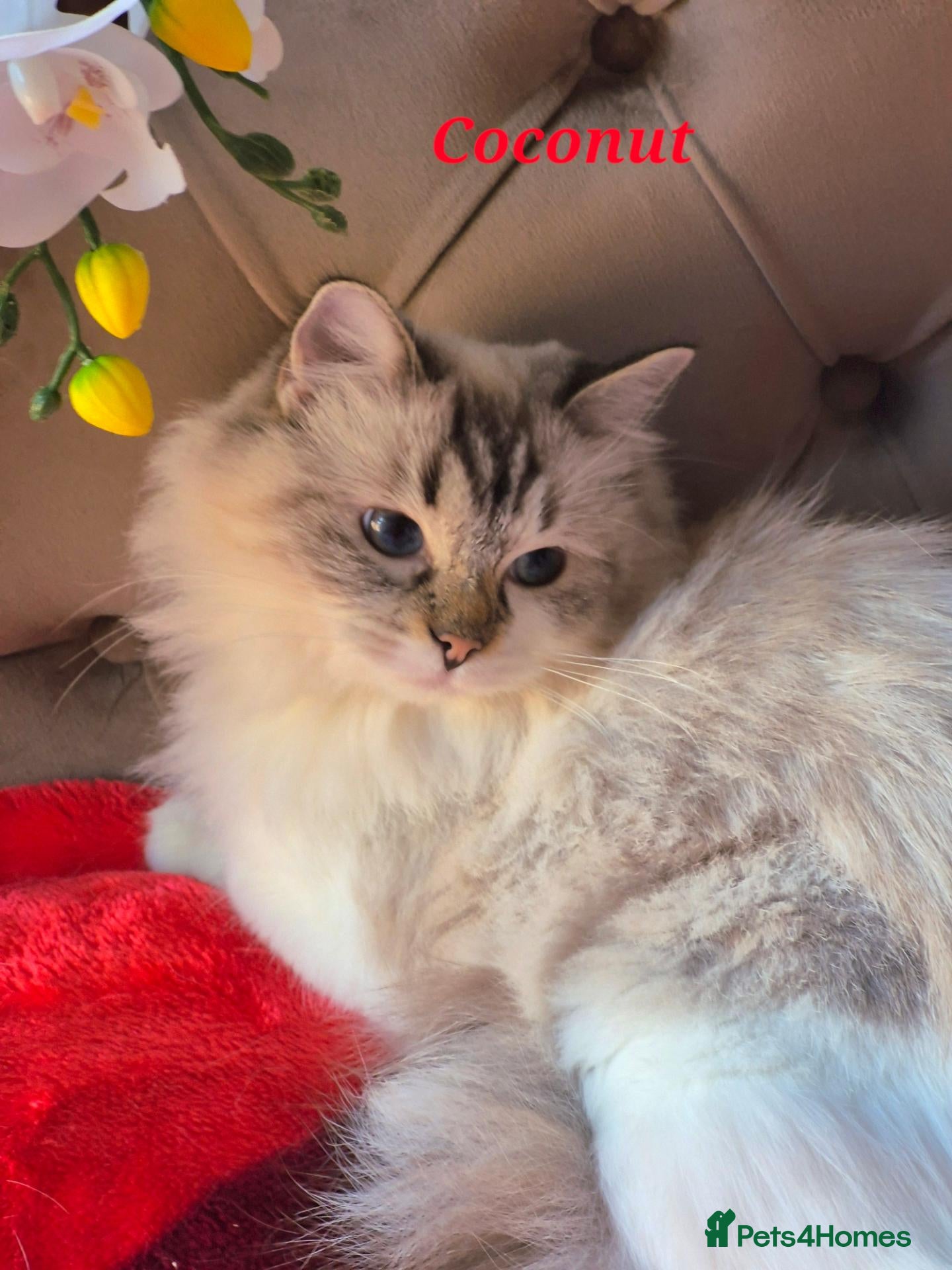 Ragdoll cats for sale: Tica registered exceptional  Ragdolls  - Advert 1