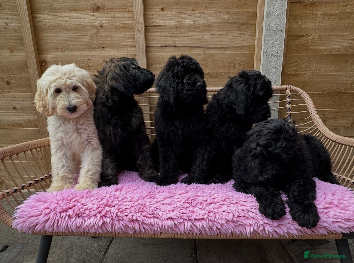 Goldendoodle dogs Goldendoodle F1b standard, health tested parents - Advert 5