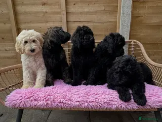 Goldendoodle dogs Goldendoodle F1b standard, health tested parents - Advert 1