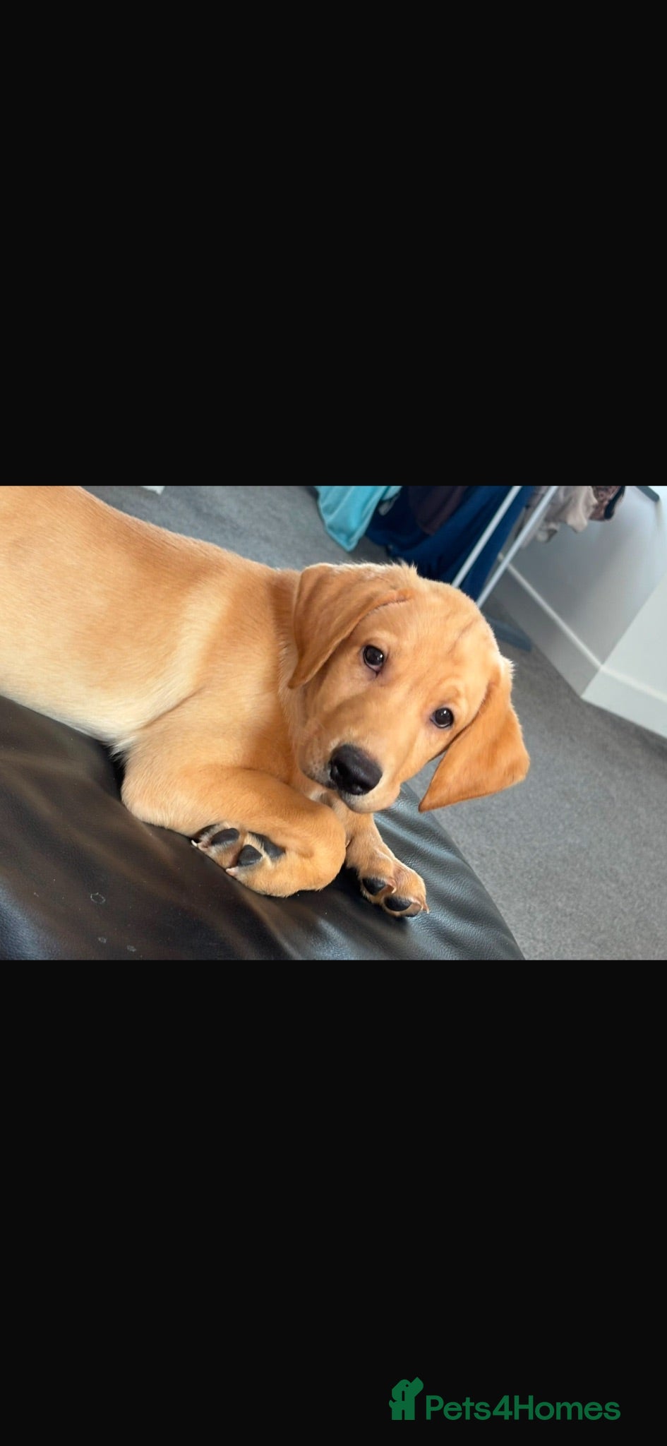 Labrador Retriever dogs Male labrador - Advert 13