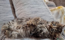 Ragdoll cats for sale: Beautiful Bengal/Ragdoll Male Kitten - Image 3