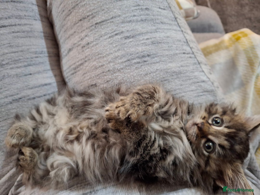 Ragdoll cats for sale: Beautiful Bengal/Ragdoll Male Kitten - Image 3