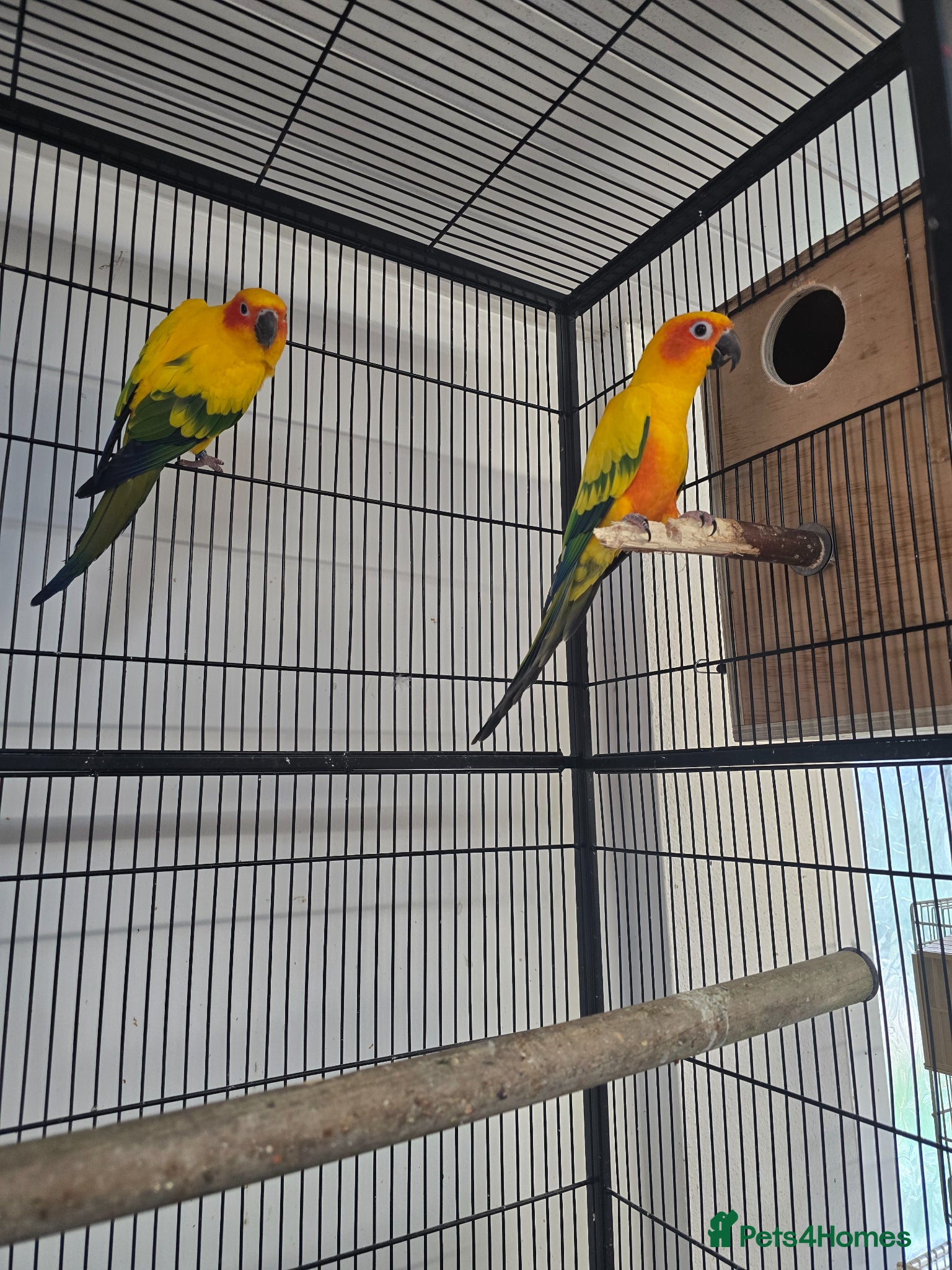 Ringnecks birds Sun Conure Proven Breeder Pair - Advert 12
