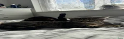 British Shorthair cats for sale: Tabby and black males in Birmingham - Advert 2