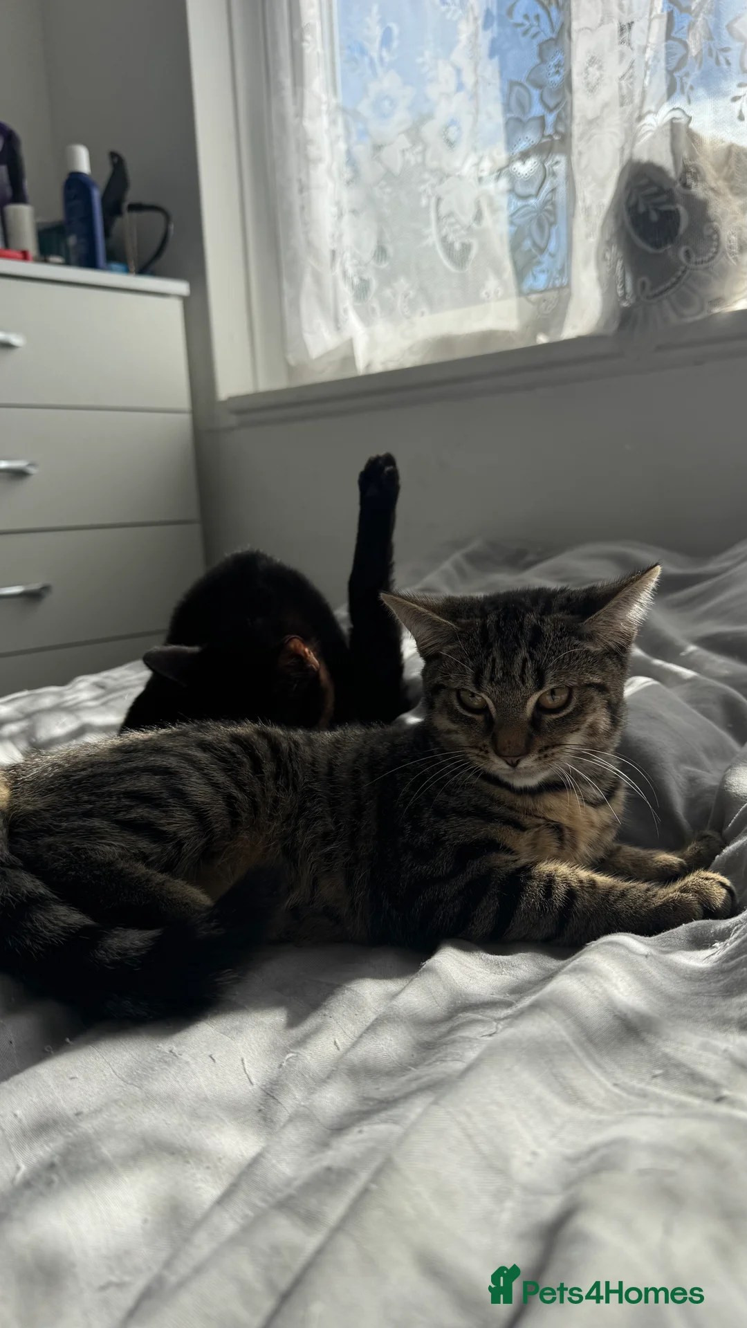 British Shorthair cats for sale: Tabby and black males in Birmingham - Advert 2