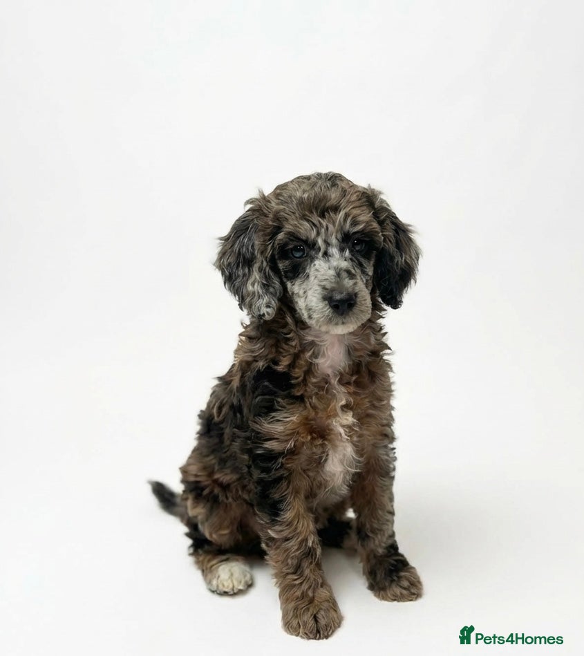 Miniature Poodle dogs Beautiful health tested miniature poodles  - Advert 10