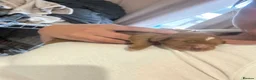 Cockapoo dogs for sale: Health tested parents beautiful cockapoos 😍 - Advert 11