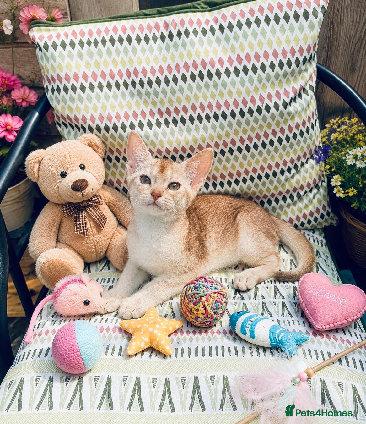 Abyssinian cats ❗️PRICE REDUCED ❤️🏆CHAMPION Abyssinian - Advert 1