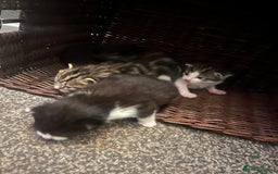 British Shorthair cats for sale: Kittens for rehoming - Advert 5