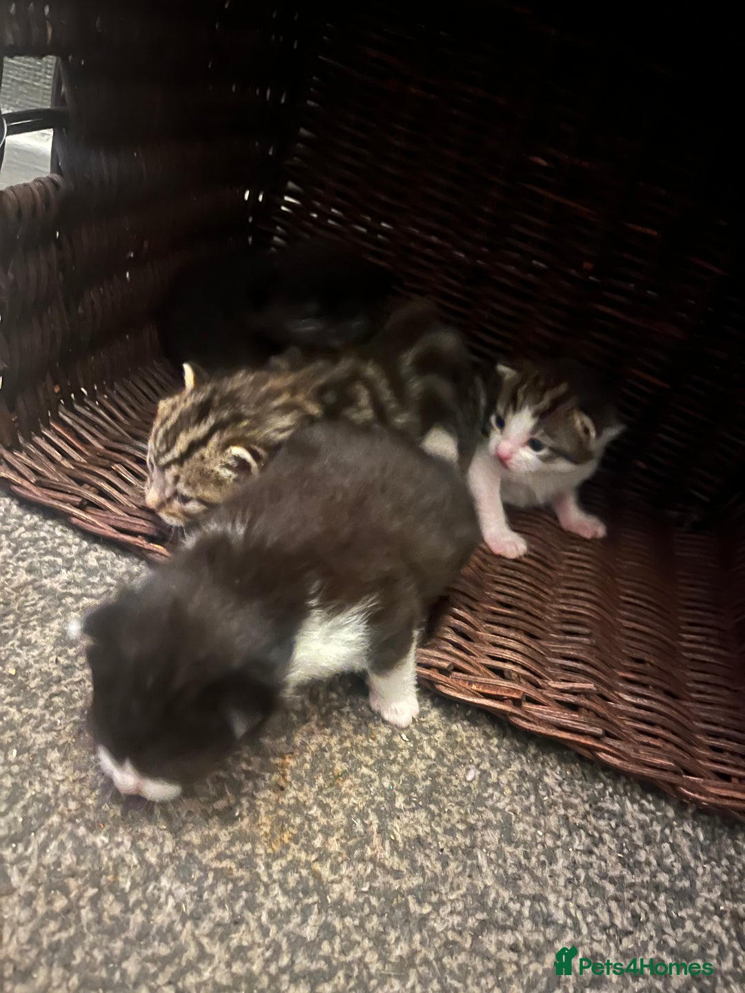 British Shorthair cats for sale: Kittens for rehoming - Advert 5