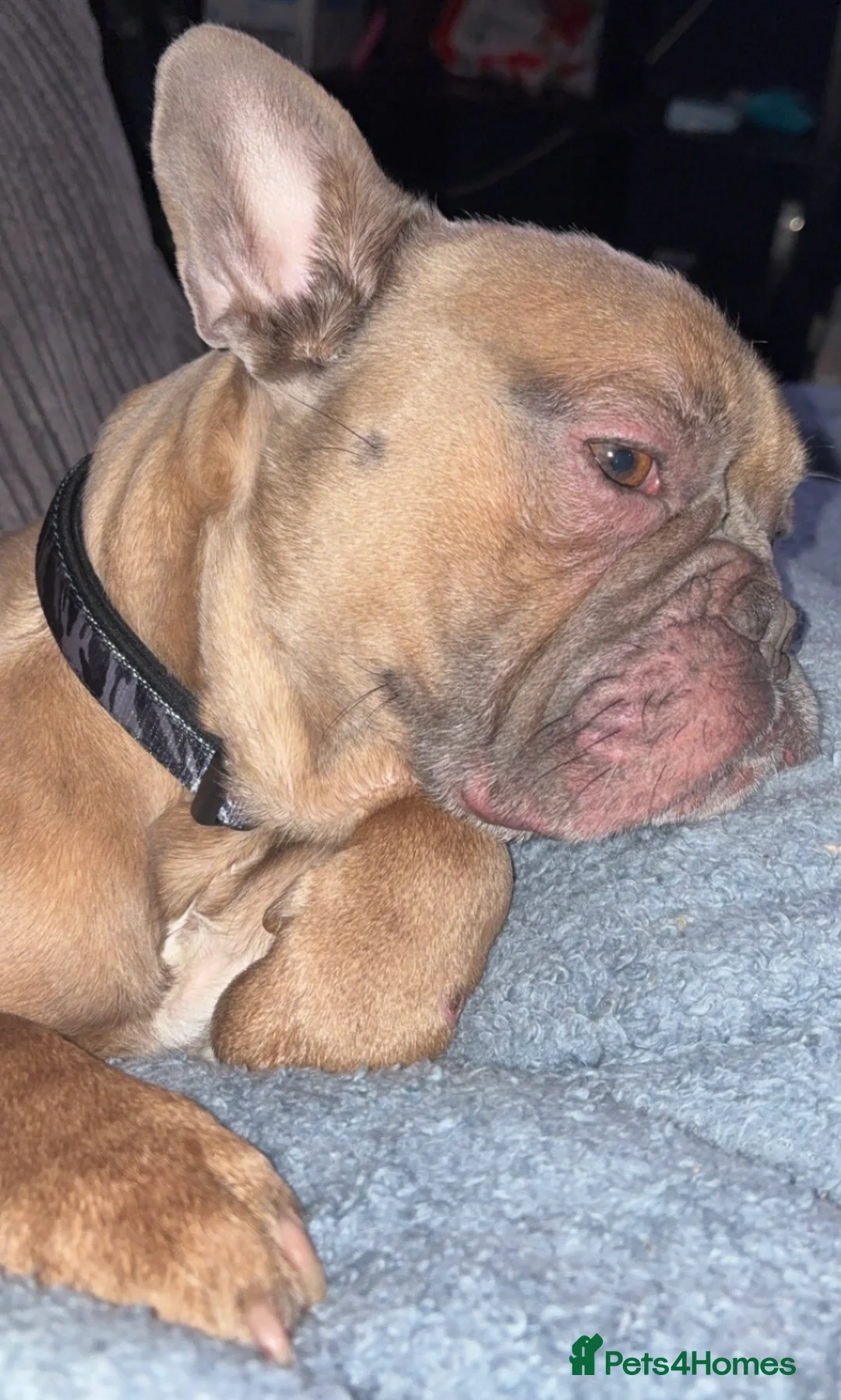 French Bulldog dogs for sale: French Bulldog - Advert 2