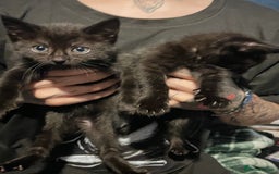 British Shorthair cats for sale: FREE 3 black kittens  - Image 5