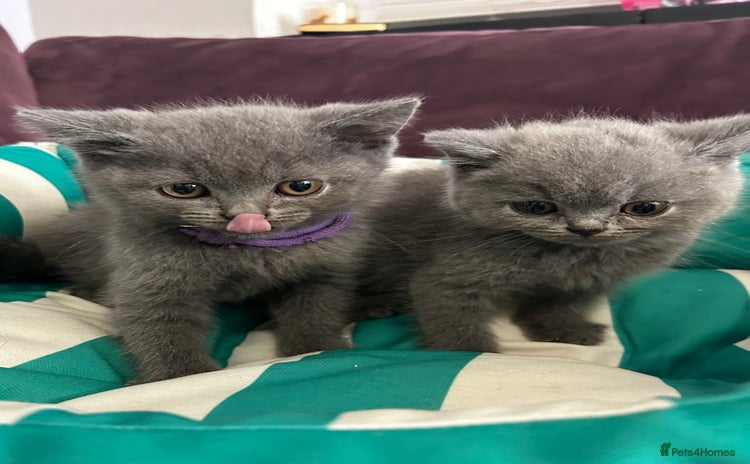 British Shorthair cats - Advert 4