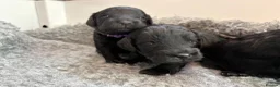 Mixed Breed dogs for sale: Delightful Schnockerpoo Puppies  - Advert 19