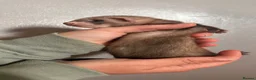 Ferret rodents for sale: ferret kits for sale  - Advert 11