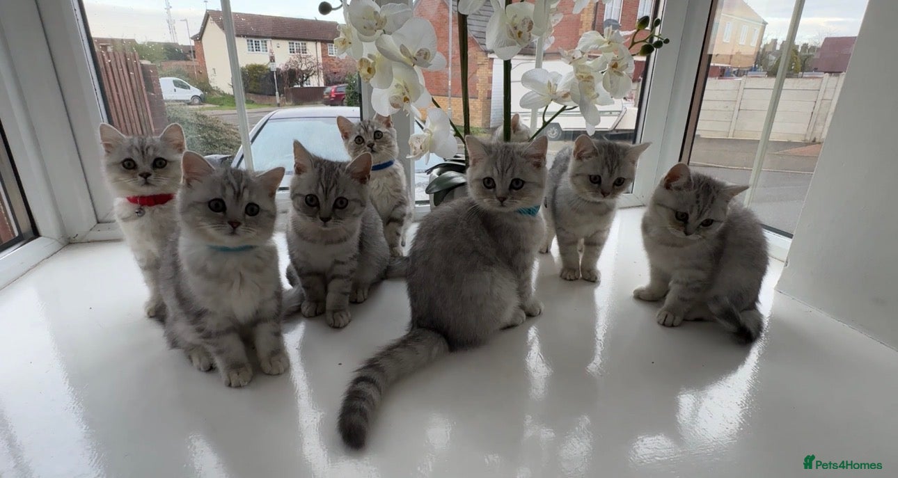 British Shorthair cats Tabby British Shorthair  - Advert 5