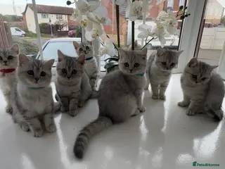 British Shorthair cats Tabby British Shorthair - Advert 5