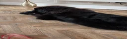 Newfoundland dogs for sale: 10 month Newfoundland girl  in Llantwit Major - Advert 4