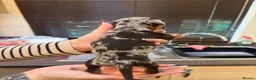 Miniature Dachshund dogs for sale: Miniature dachshund  in Driffield - Advert 6