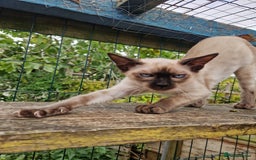 Mixed Breed cats for sale: Bengamese kittens, Bengal/Siamese mix  - Image 16
