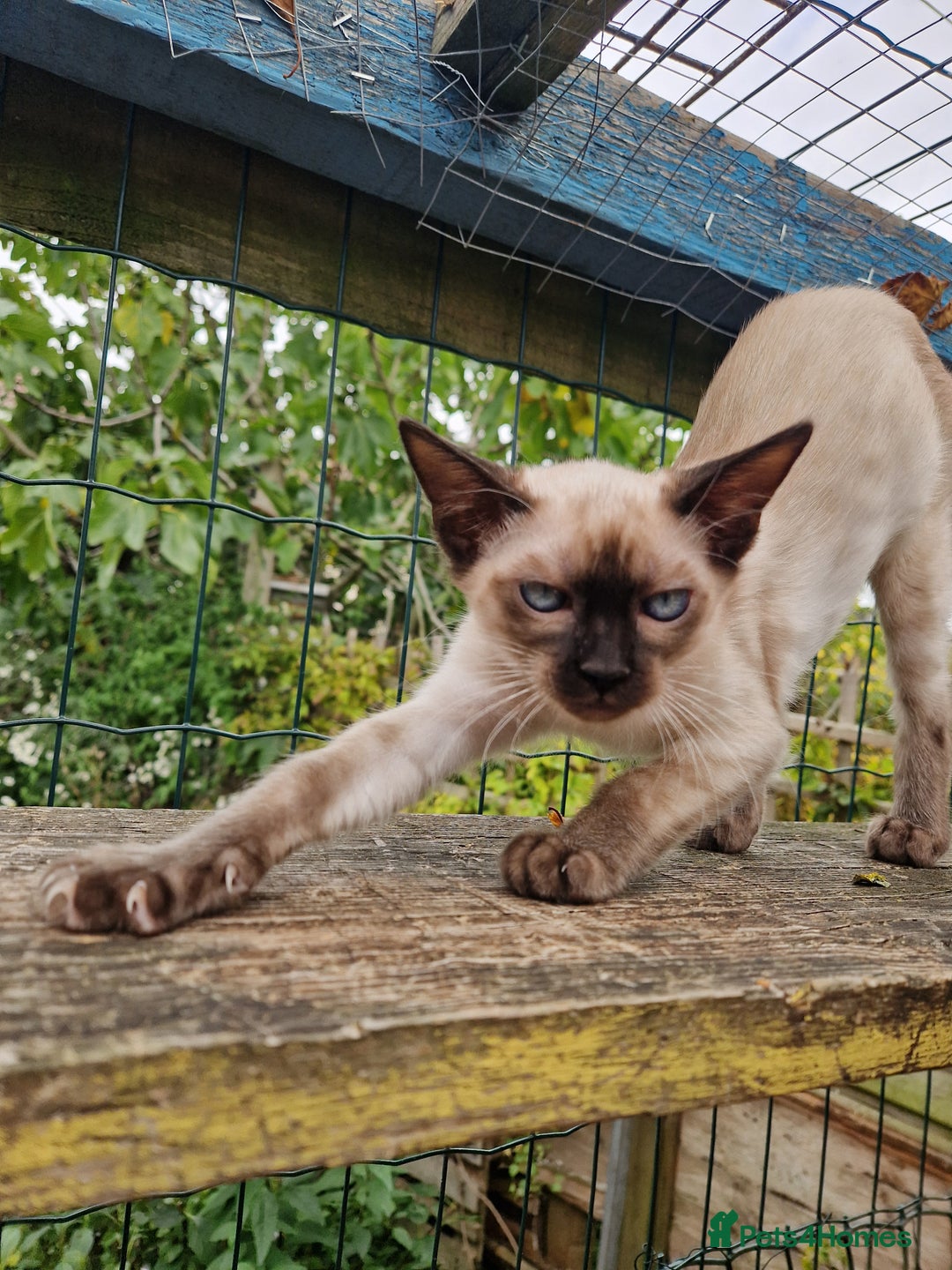 Mixed Breed cats for sale: Bengamese kittens, Bengal/Siamese mix  - Image 16