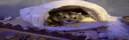 Hamster rodents for sale: Hamster and cage for sale  - Advert 4