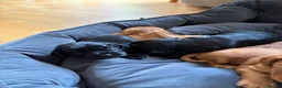 Cocker Spaniel dogs for sale: Litter of Cute Cocker Spaniels in Liverpool - Advert 15