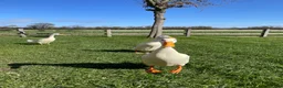 Ducks poultry for sale: Pure White Indian Runner Duck Eggs - Advert 3