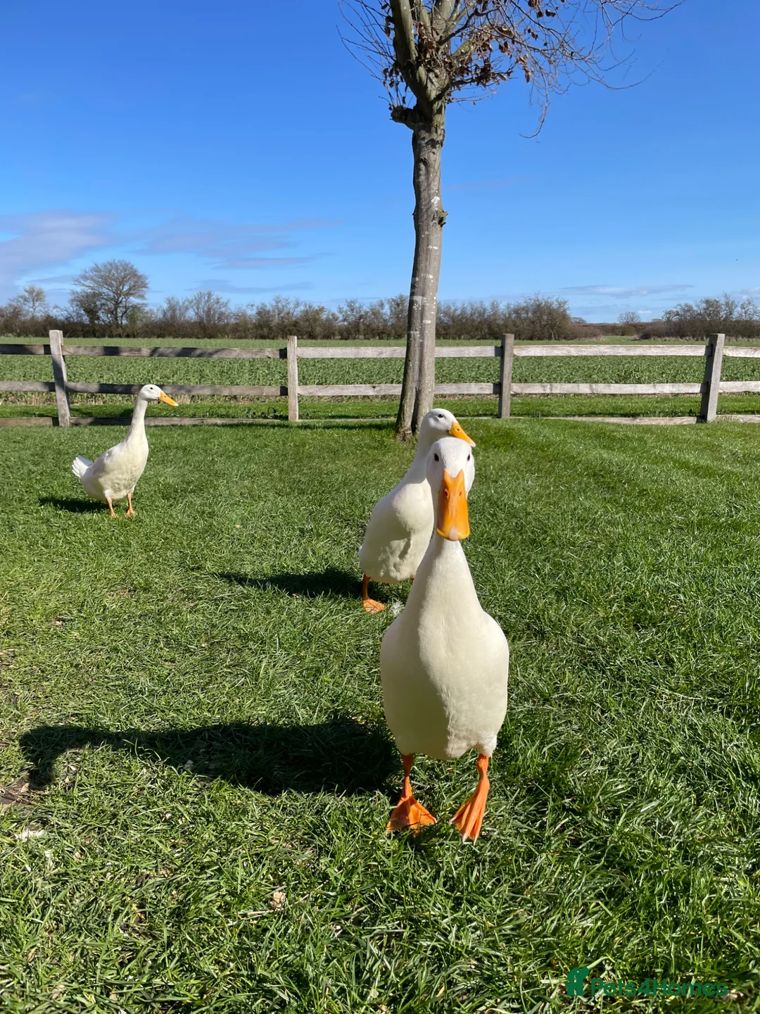 Ducks poultry for sale: Pure White Indian Runner Duck Eggs - Advert 3