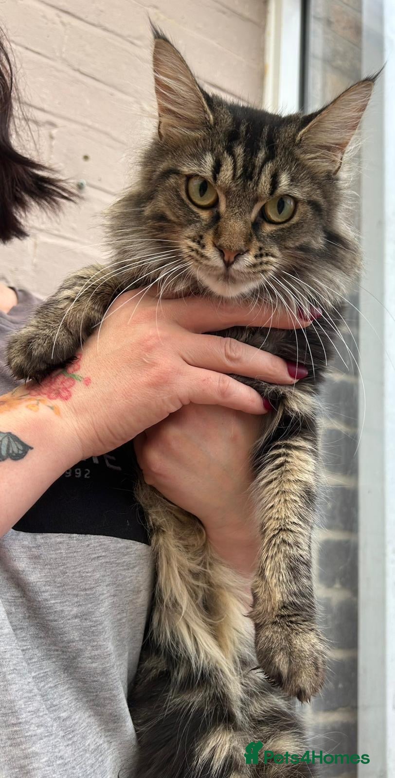 Maine Coon cats 1year old girls  - Advert 4
