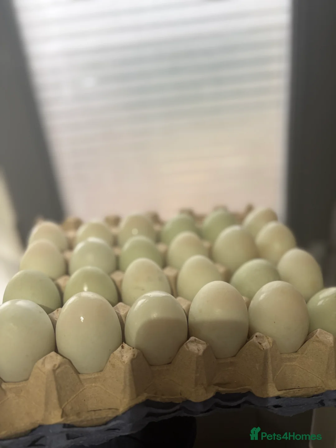 Ducks poultry for sale: Fertile Indian runner duck eggs  - Advert 1