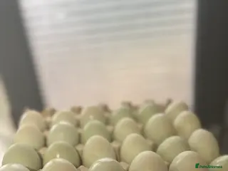 Ducks poultry Fertile Indian runner duck eggs - Advert 2