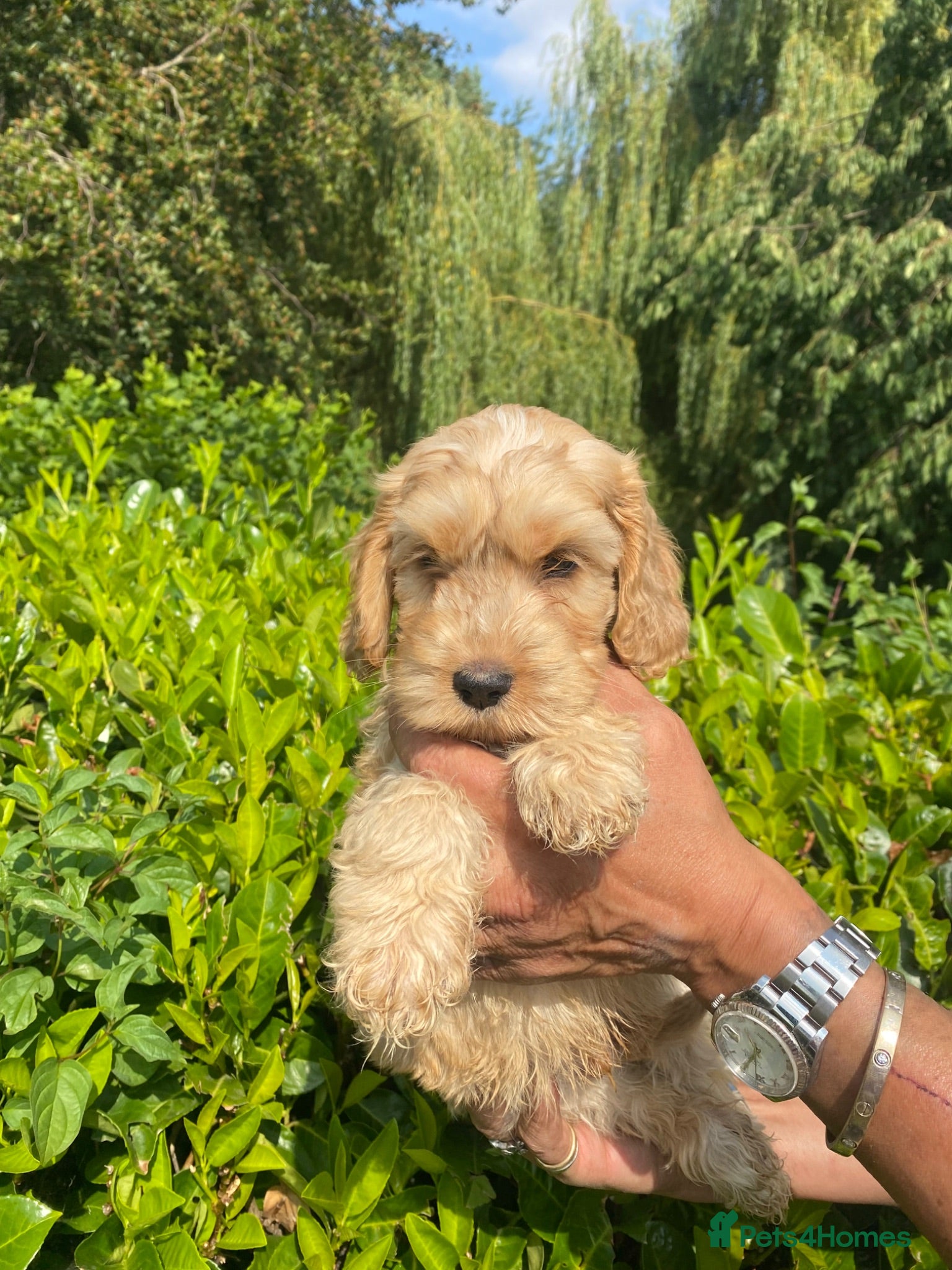 Cockapoo dogs F1 Show Type Sable Merle Cockapoos ONLY  2 LEFT - Advert 6