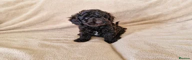 Miniature Poodle Puppy 2