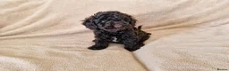 Miniature Poodle dogs for sale: Miniature poodle  - Advert 5